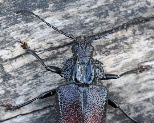 Prosternodes cinnamipennis