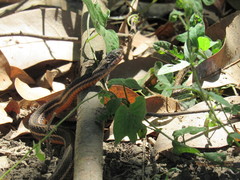Thamnophis proximus rutiloris