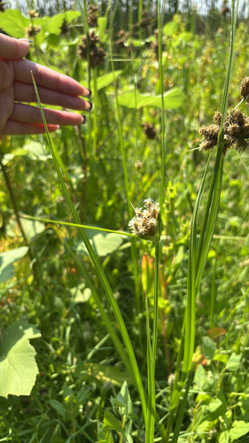 iNaturalist observation photo of Clubrushes