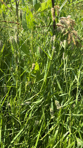 iNaturalist observation photo of Poeae