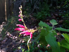 Salvia tubifera