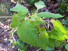 Salvia tubifera