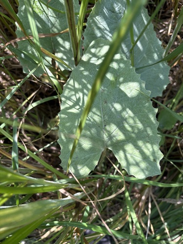 Arrowleaf Sweet Coltsfoot
