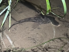 Common Bullhead photo 4