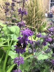 Bombus lucorum