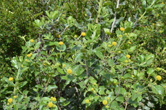 Podanthus ovatifolius