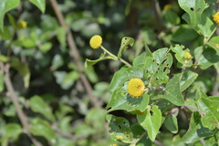 Podanthus ovatifolius