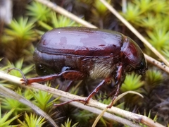 Phyllophaga anxia