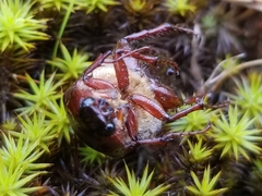 Phyllophaga anxia