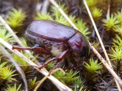 Phyllophaga anxia