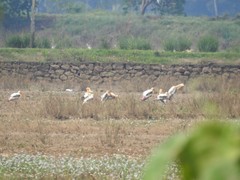 Mycteria leucocephala