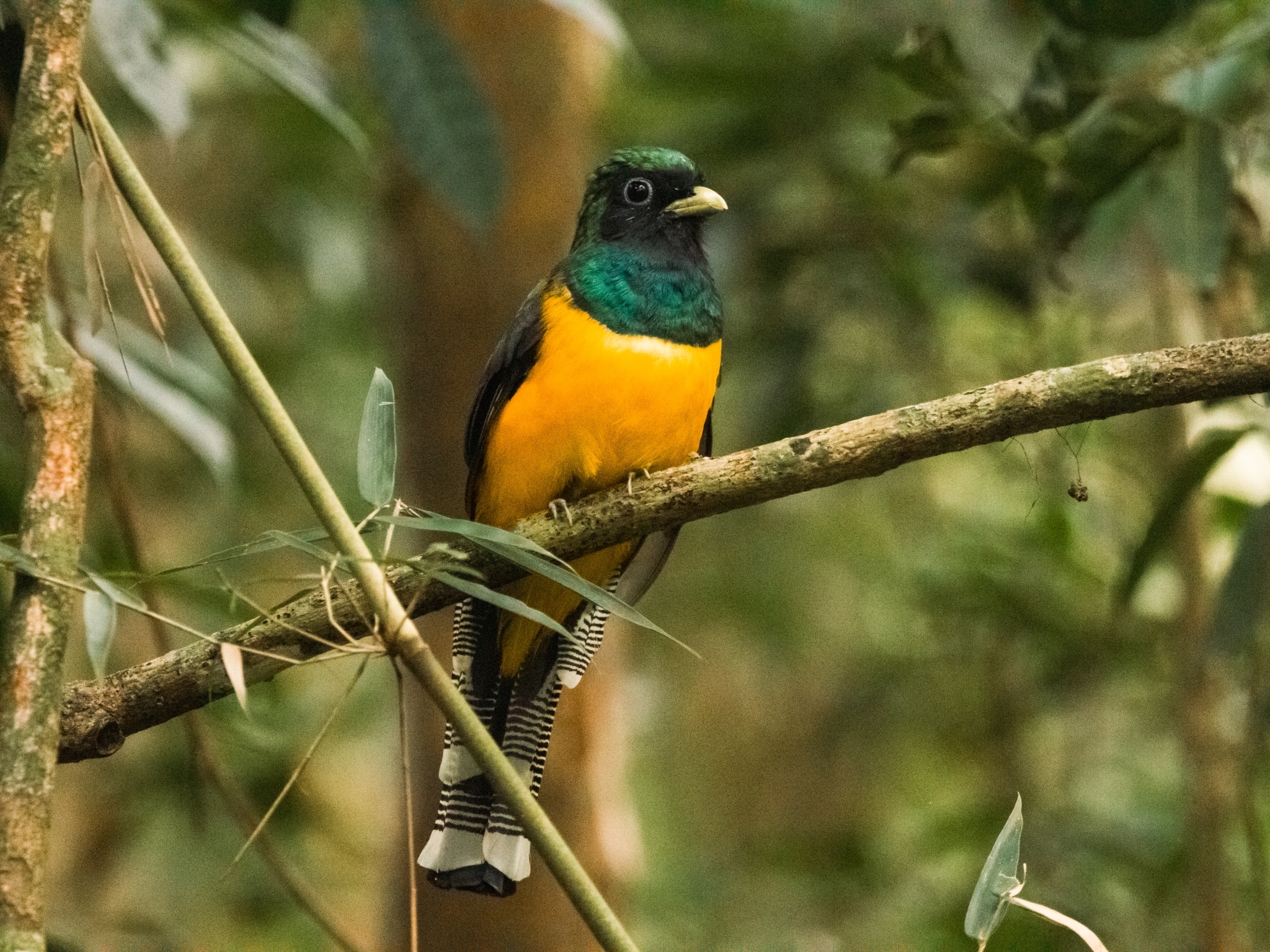 Atlantic Black-throated Trogon (Trogon chrysochloros)