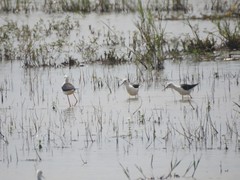 Himantopus himantopus