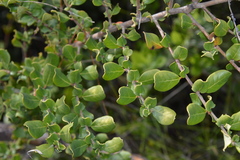 Azara integrifolia