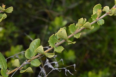 Azara integrifolia