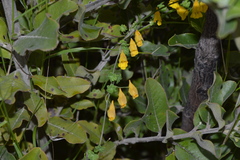 Tropaeolum brachyceras