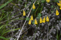 Tropaeolum brachyceras