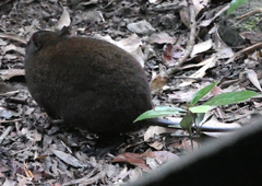 Hypsiprymnodon moschatus