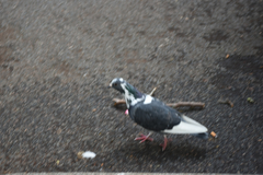 Columba livia domestica