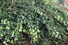Hedera helix