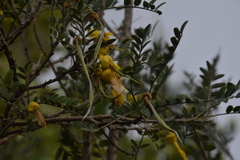Sophora macrocarpa