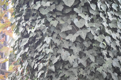 Hedera helix