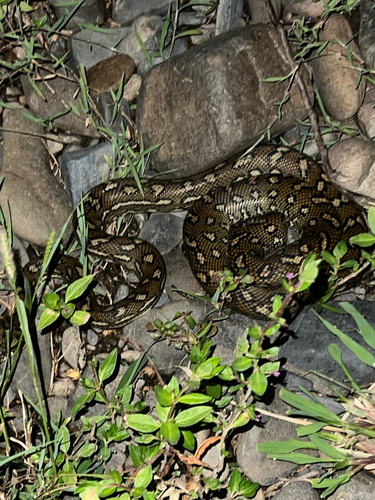 Diamond Python sighting