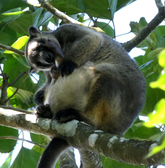 Dendrolagus lumholtzi