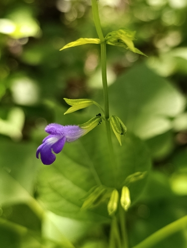 Salvia caudata, photograph 4