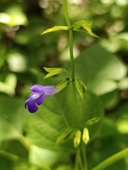 Salvia caudata, photograph (c) Alberto Alcalá, some rights reserved (CC BY)