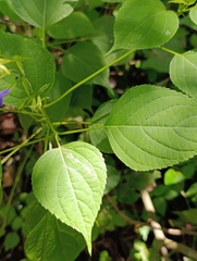Salvia caudata, photograph (c) Alberto Alcalá, some rights reserved (CC BY)