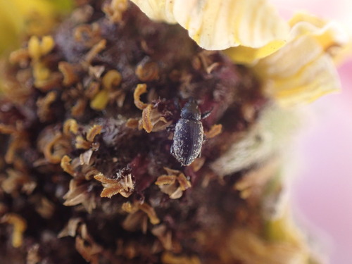 iNaturalist observation photo of Snout and Bark Beetles
