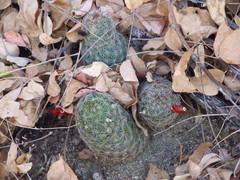 Mammillaria sheldonii