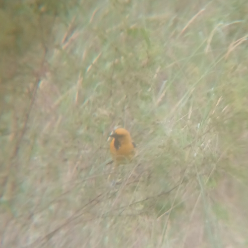 Yellow Oriole (Icterus nigrogularis), photo 8
