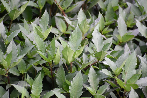 Hygrophila corymbosa observed 2025-07-13
