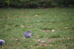 Columba livia domestica