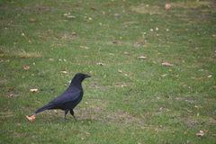 Corvus corone