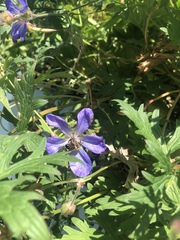 Apis mellifera