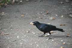 Corvus corone