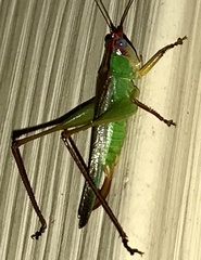 Orchelimum pulchellum