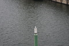 Chroicocephalus ridibundus