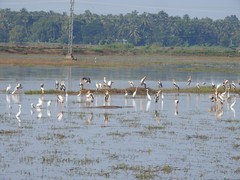 Mycteria leucocephala