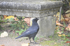 Corvus corone