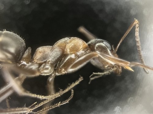 Red-barbed Ant, Wanroij, Netherlands, photo 7 of 10
