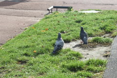Columba livia domestica