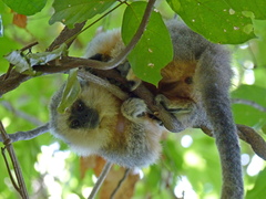 Plecturocebus vieirai