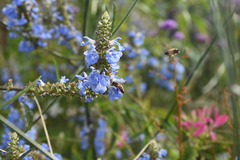 Apis mellifera