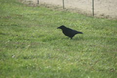 Corvus corone