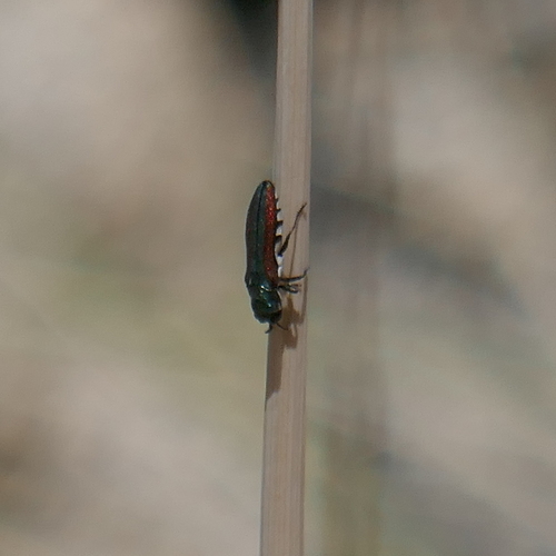 Agrilus pulchellus