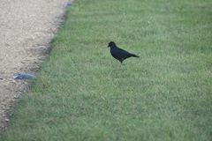Corvus corone